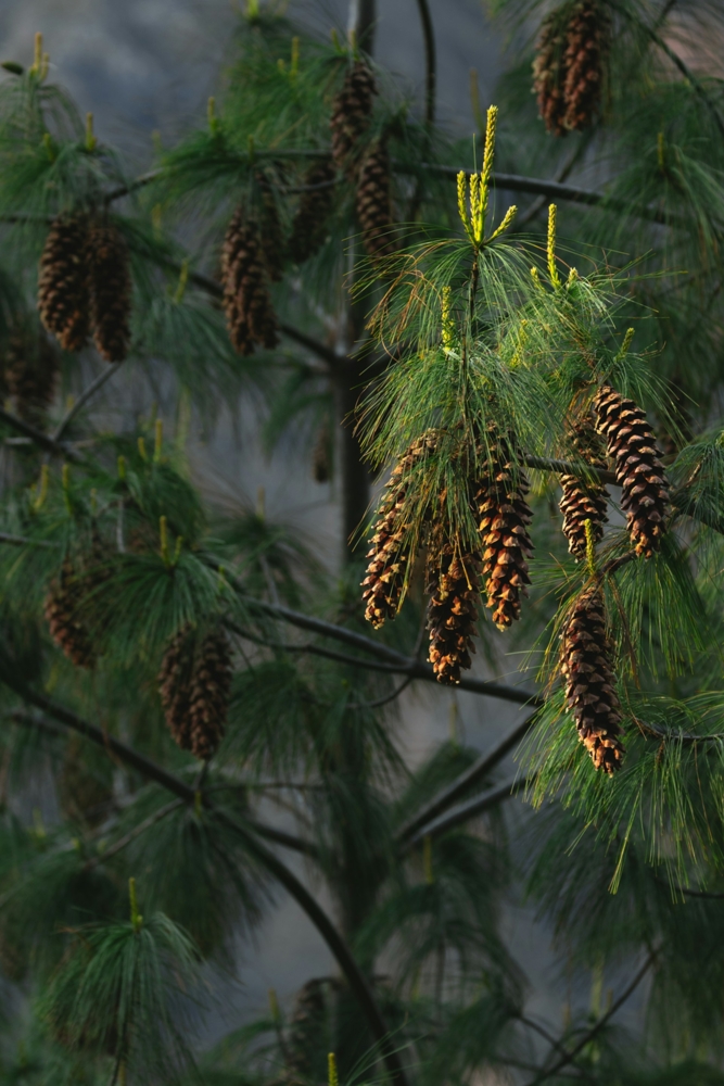 Pine Cones in the the sunlight