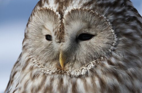 Owl Face Canon EOS R7