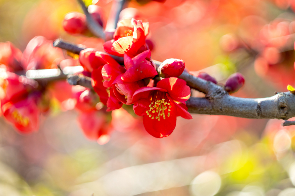 Red flowers blooming on a tree