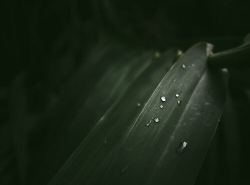 om system om-3 sample image 1