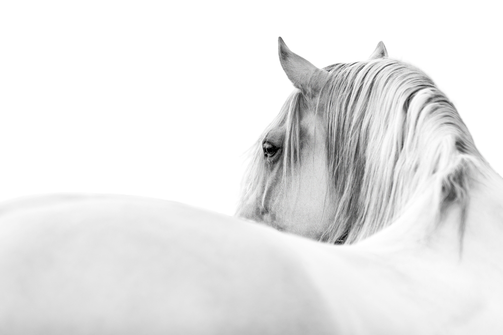 Why Shoot in Black and White? 7 Reasons to Embrace Monochrome Photography