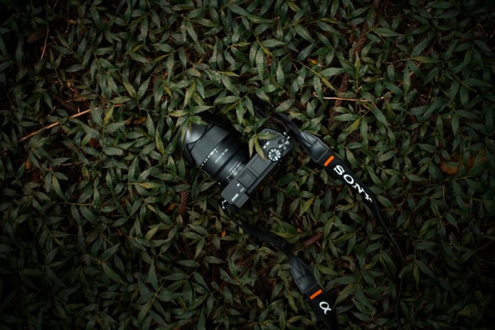 Sony A6400 on some leaves