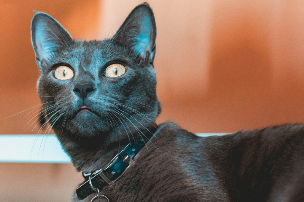 grey cat with yellow eyes