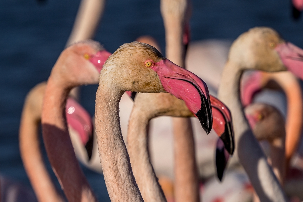 pink flamingos