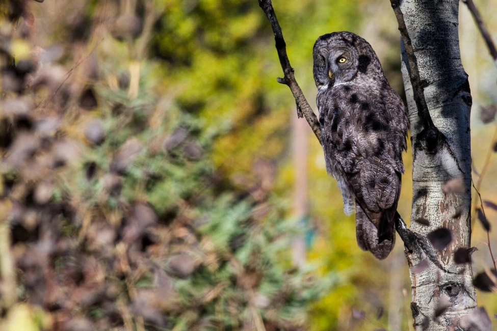 jackson hole wildlife safaris owl
