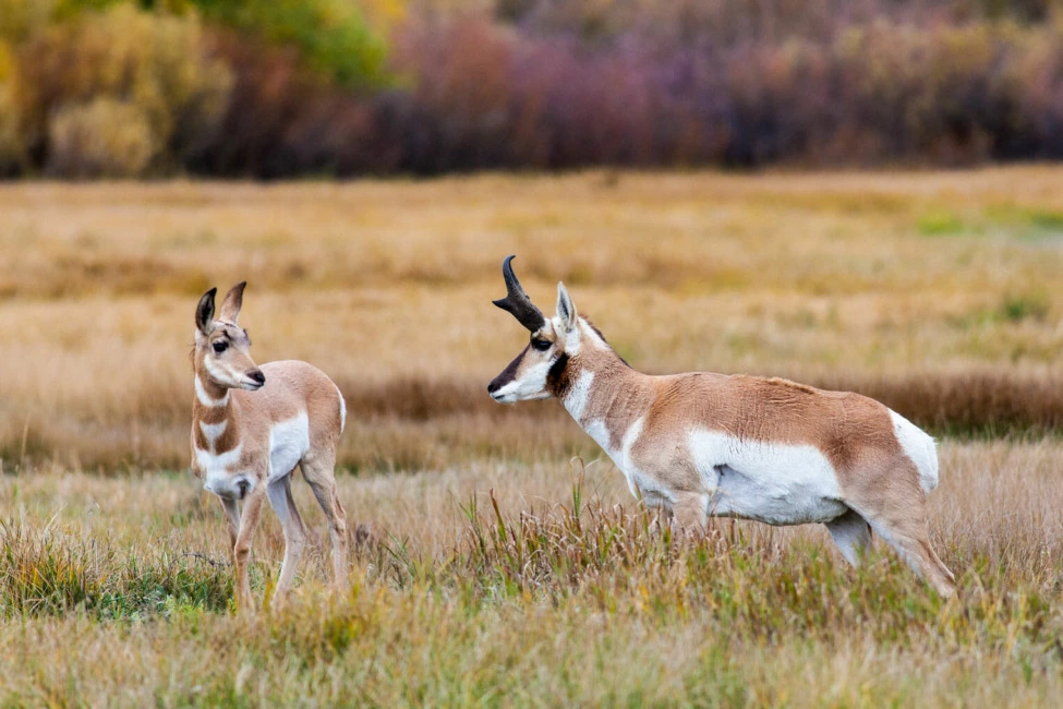 jackson hole wildlife safaris antelope