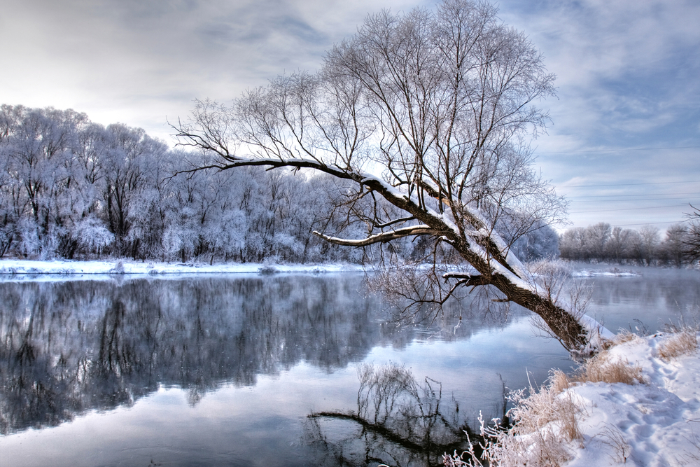 winter river with a tree standing alone
