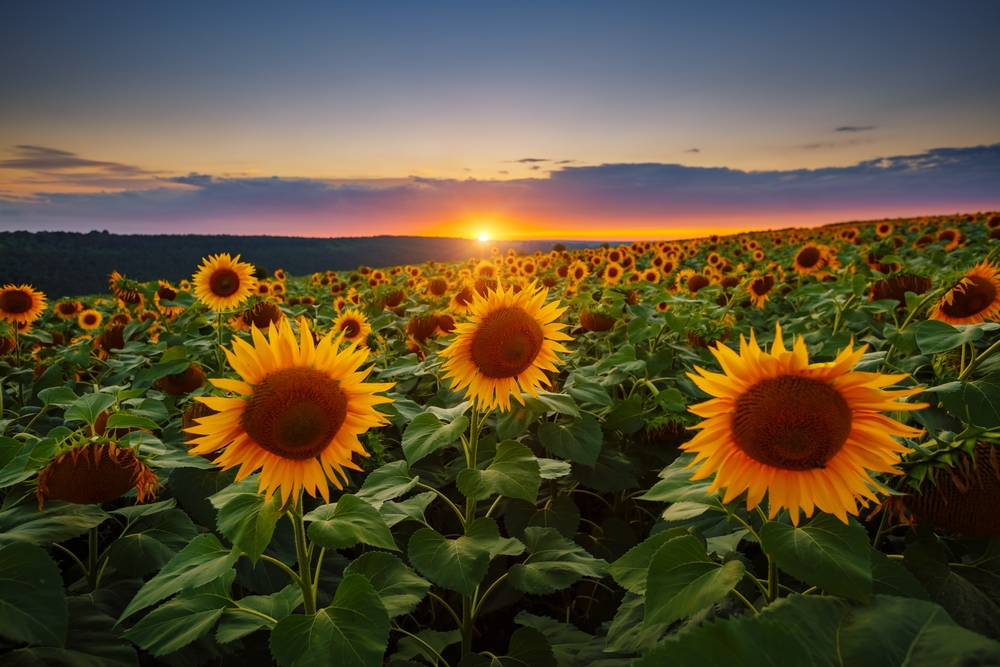 yellow sunflowers in the evening