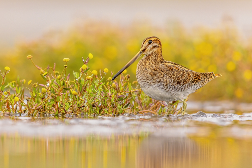 Common snipe Bokeh