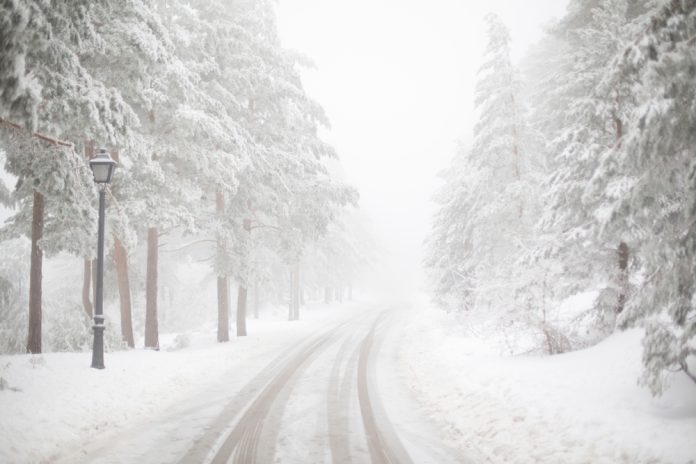 Tree lined street in a snow storm