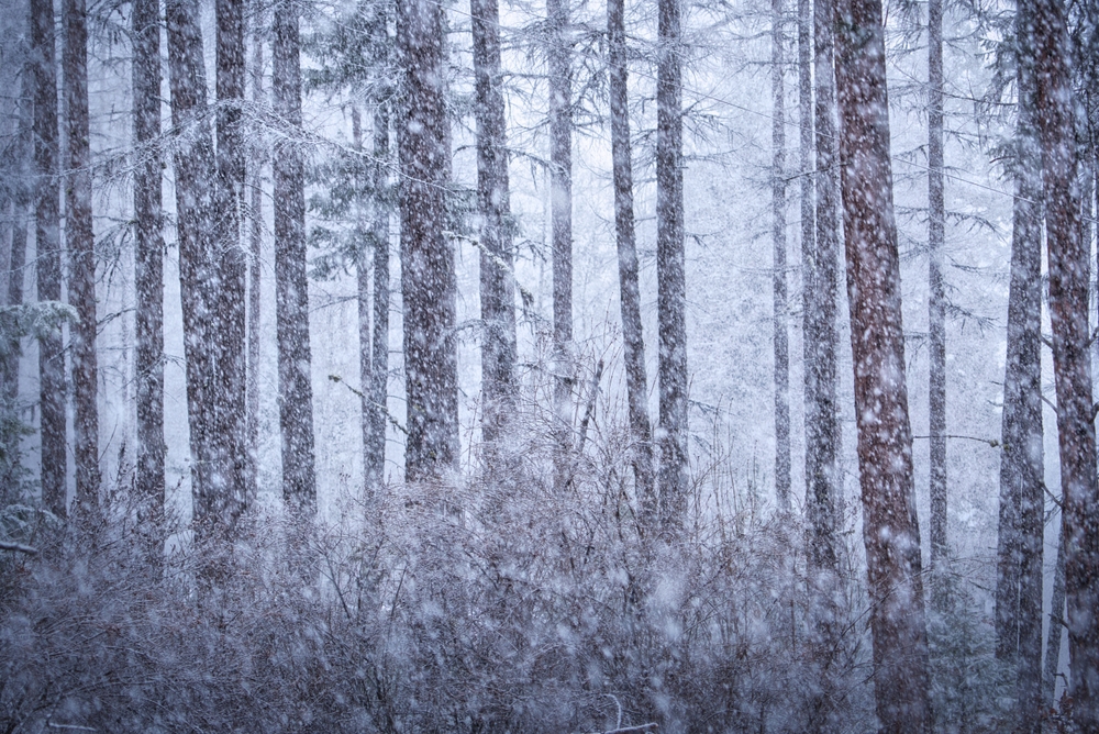 heavy snow falling in the pine forest