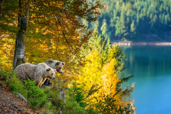 Two bears in the autumn forest by a lake