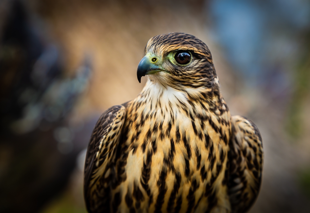 Close up of a Merlin Falcon
