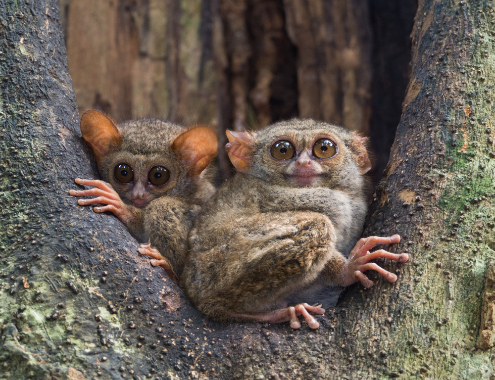 Spectral Tarsiers waking up during dusk