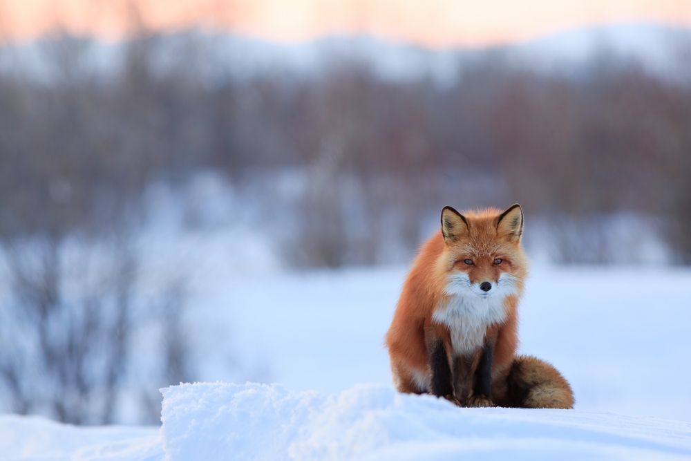 red fox sits on the snow during winter