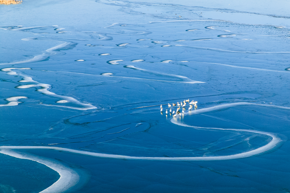 aerial photography on a frozen lake and swans