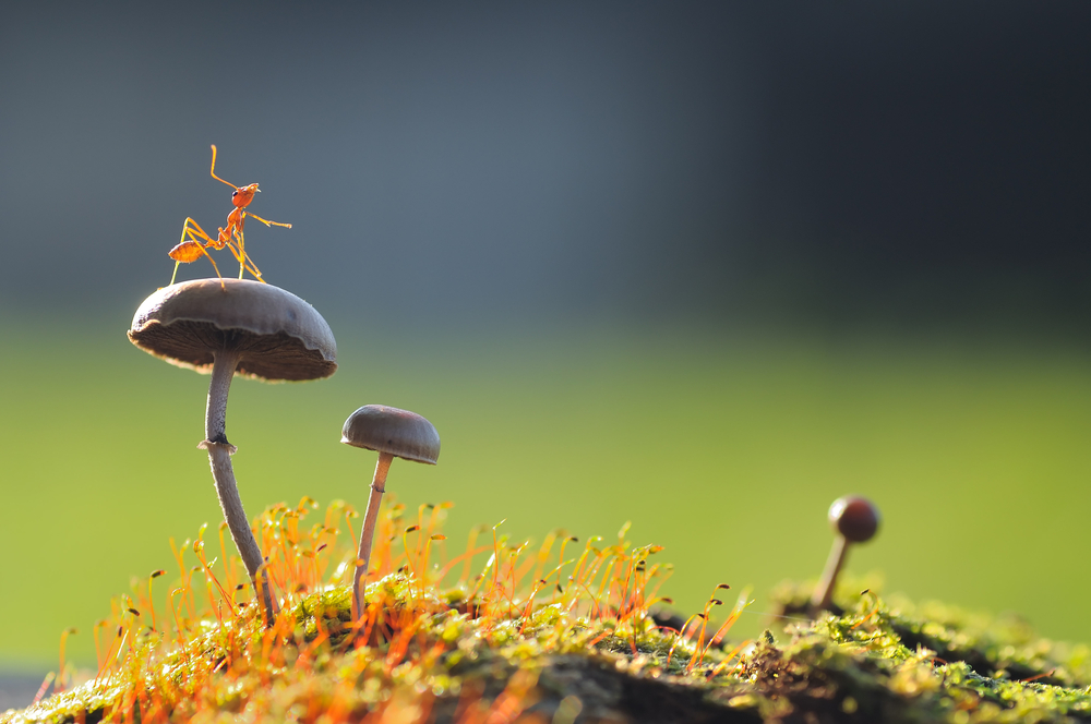 Weaver Ant on a mushroom