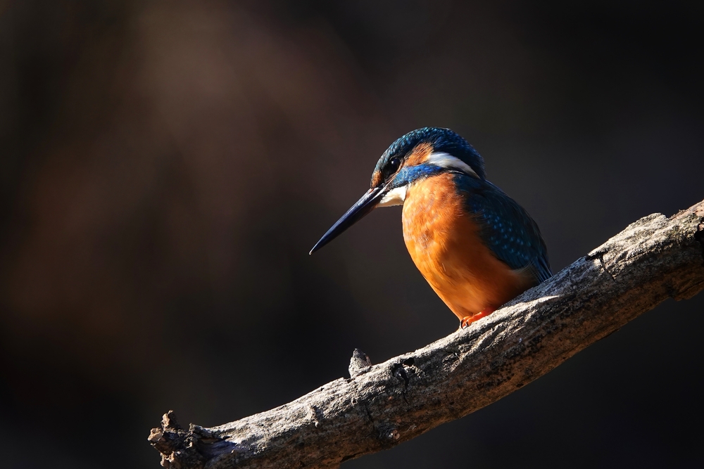 Common Kingfisher sitting on a dry branch