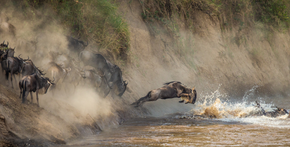 Wildebeests are crossing Mara river