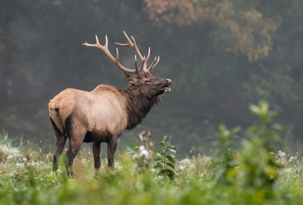 Bull Elk