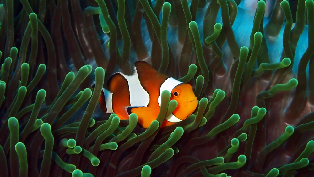 clown fish in a sea anemone