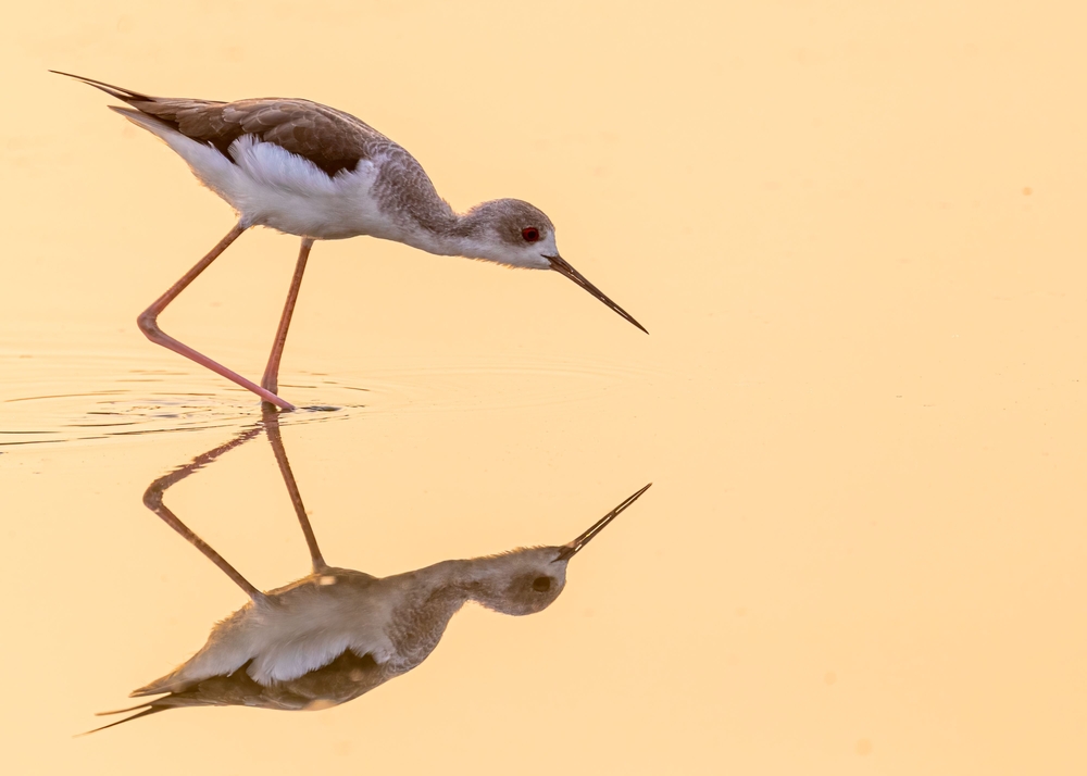A black Wing stilt bird fishing for food in a reflective lake
