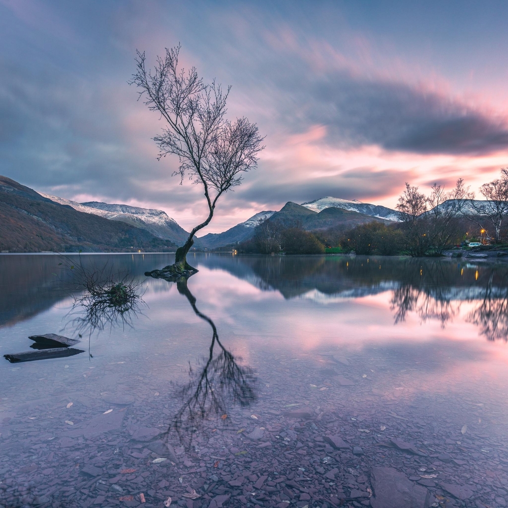 A lonely tree reflected in a lake