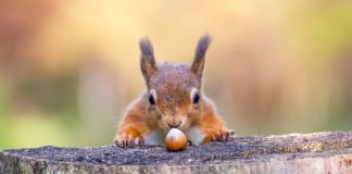 Squirrel looking at a nut