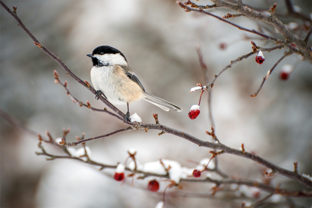 Chickadee on a branch with red berries in winter
