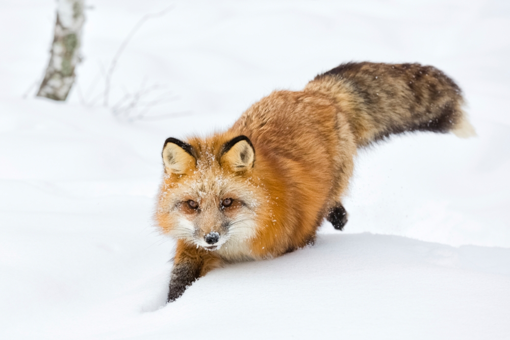 Red fox in the snow