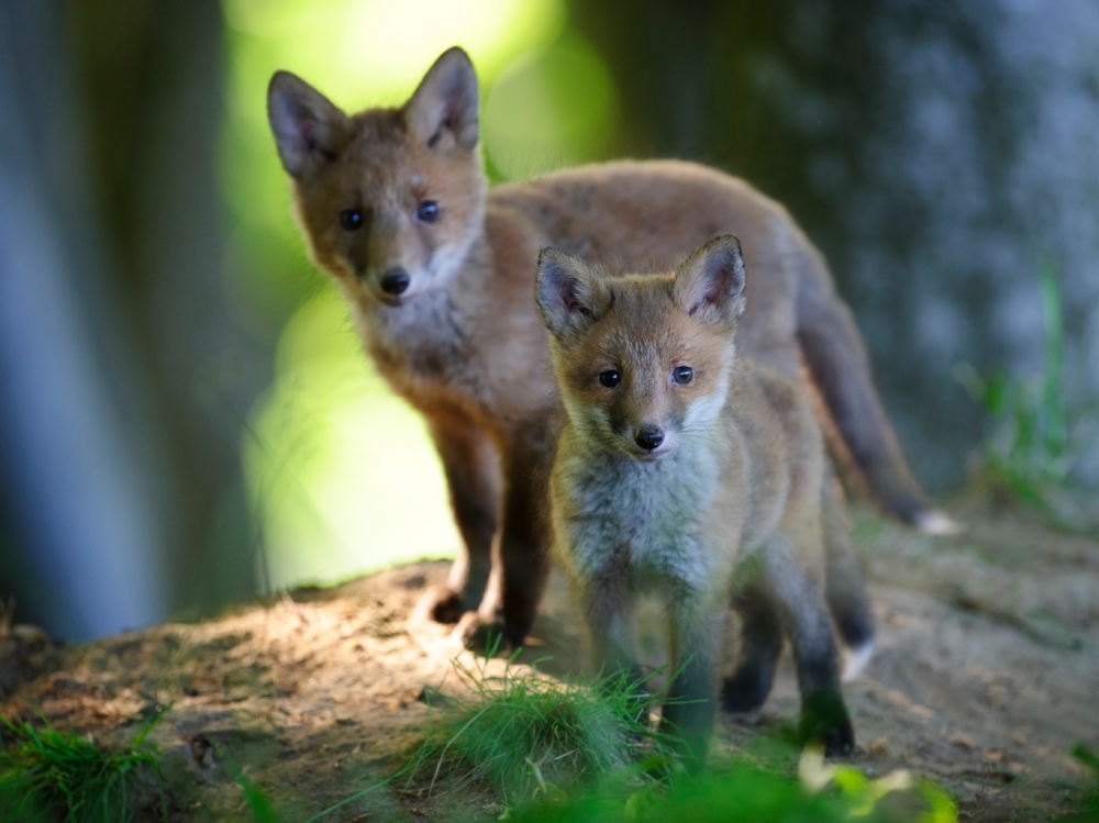 Foxes in a summer forest
