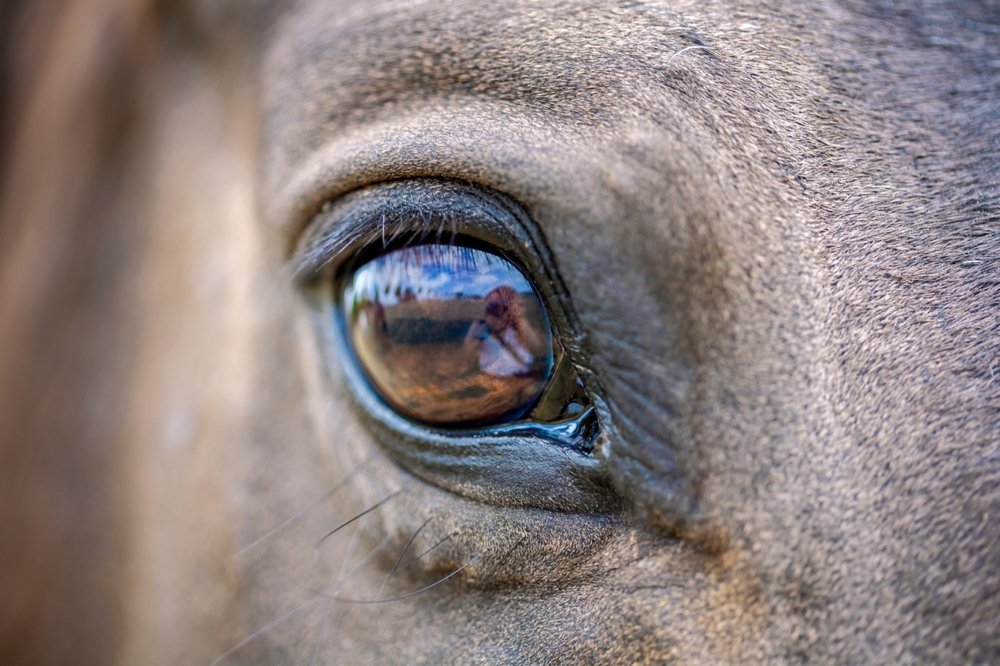 photographer reflected in a horses eye