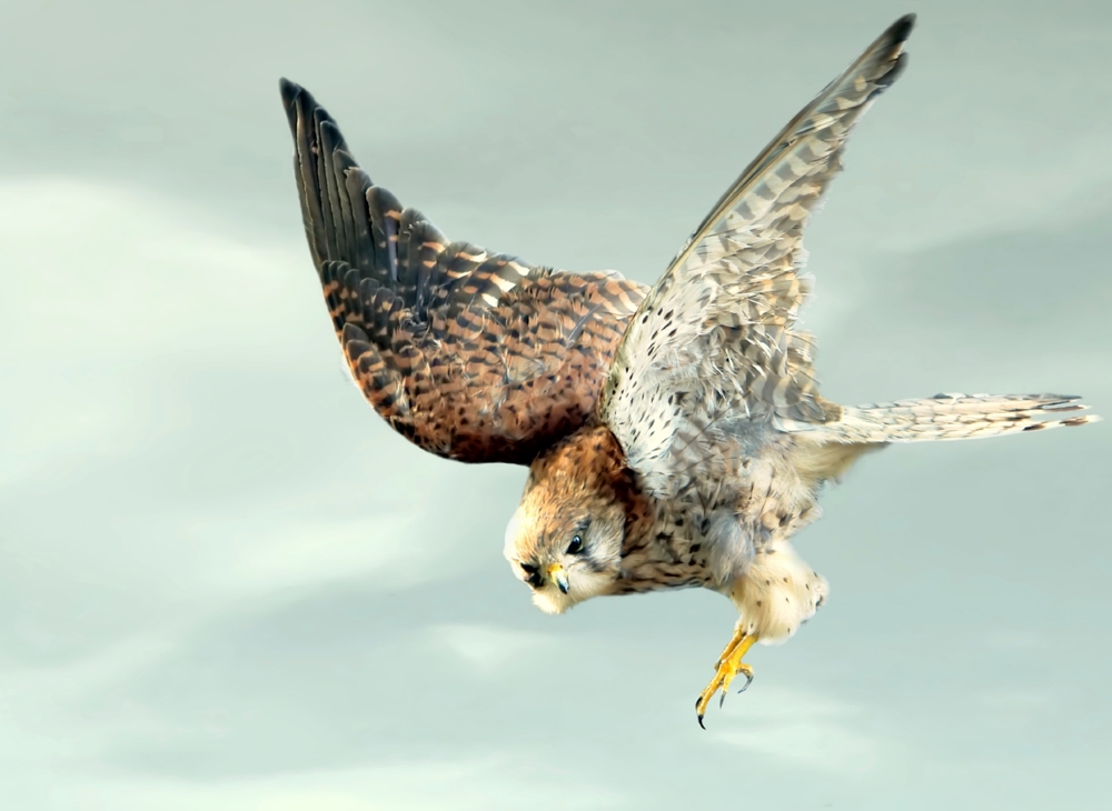 Day 9 Lesson: Photograph Birds