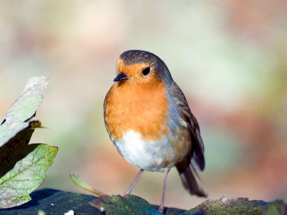 European Robin