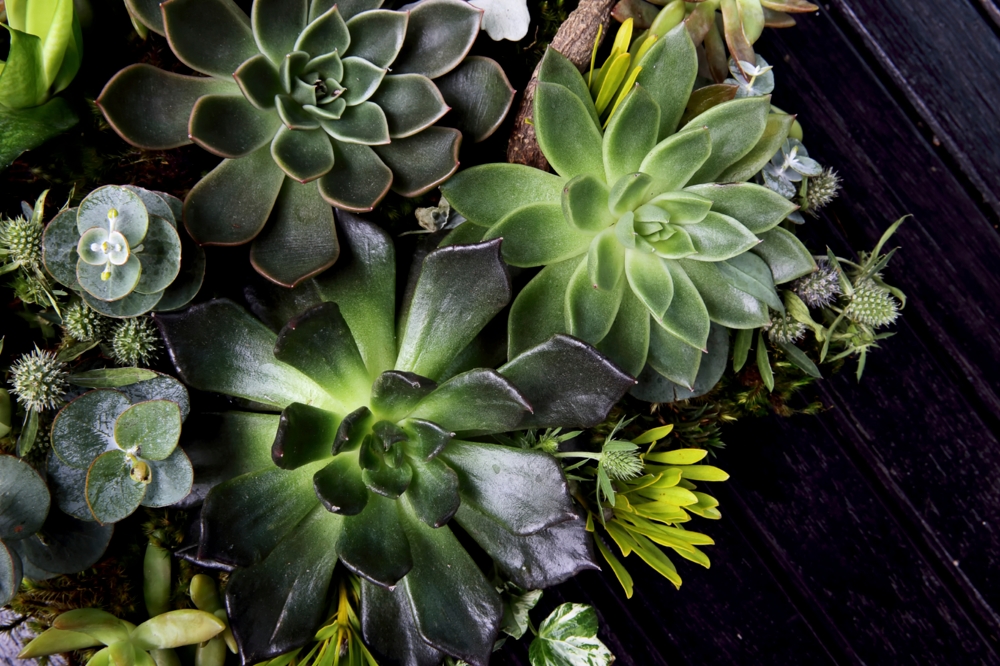 close up of succulents