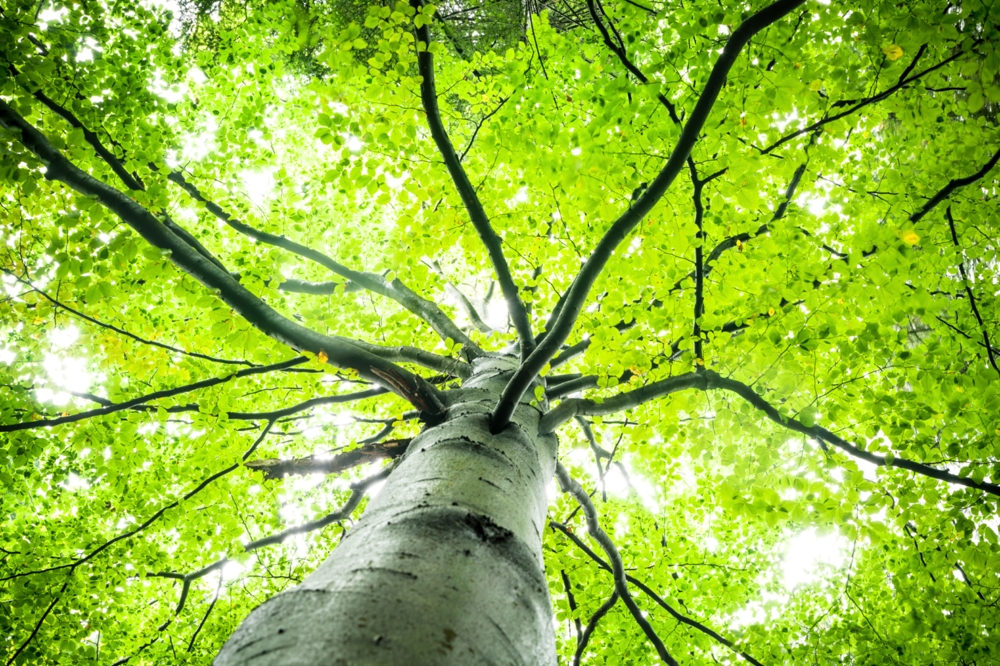 looking up a tree into the green leaves