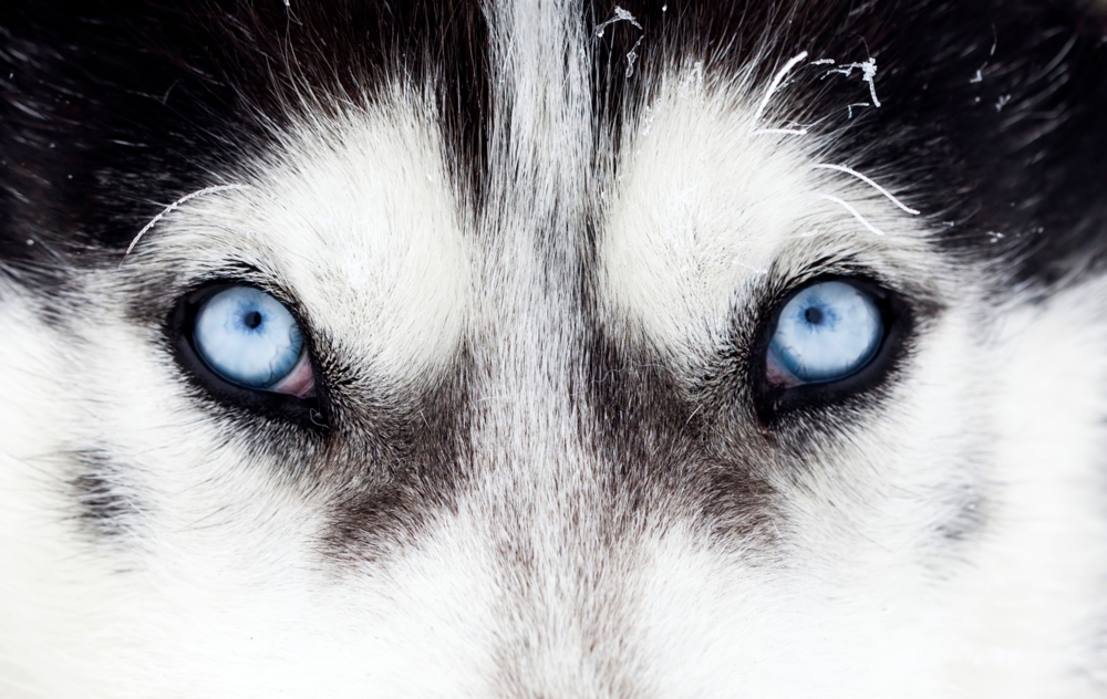 eyes of a husky dog