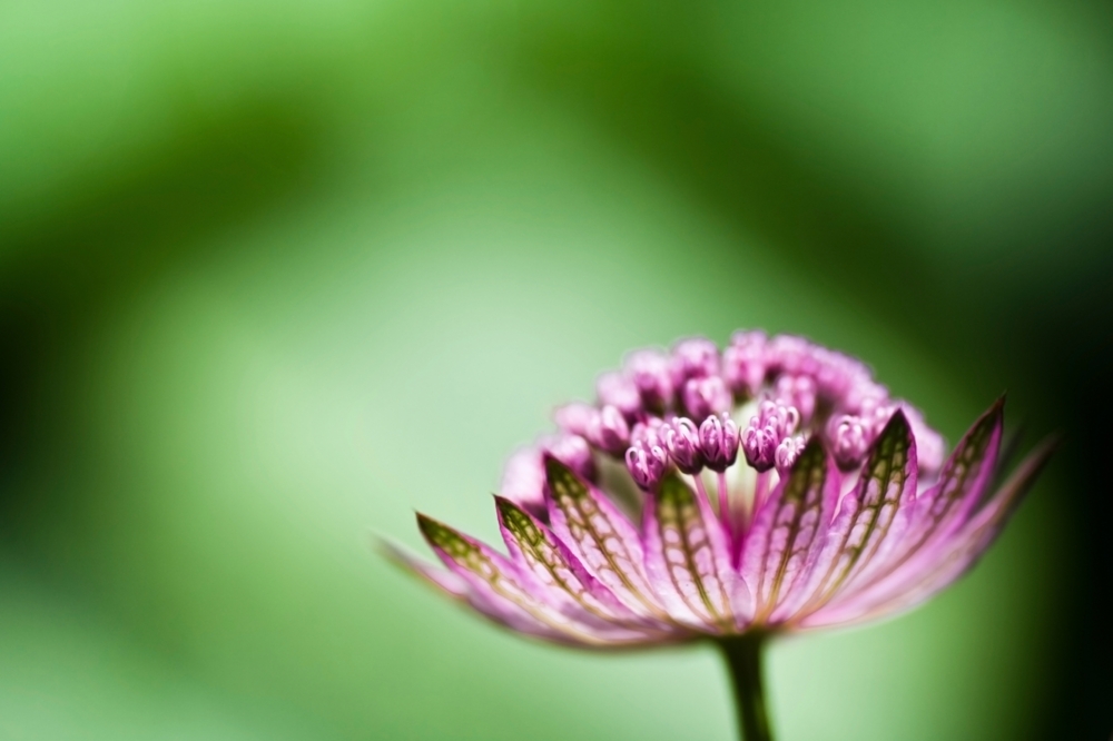 a purple flower on a green background