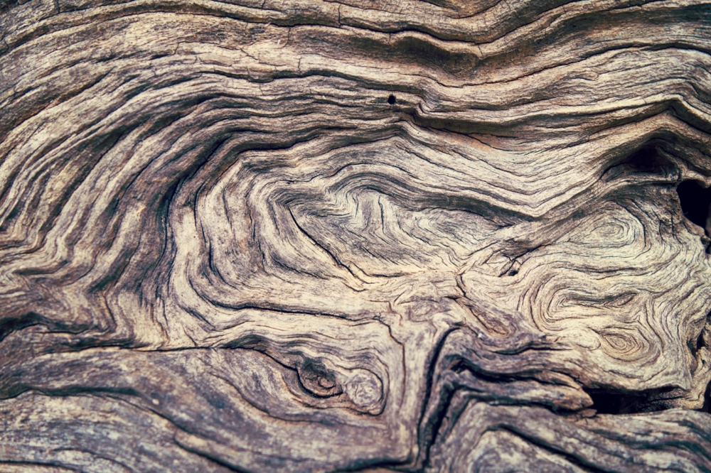 Close up on tree bark or wood