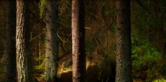 Dark pine forest tree trunks
