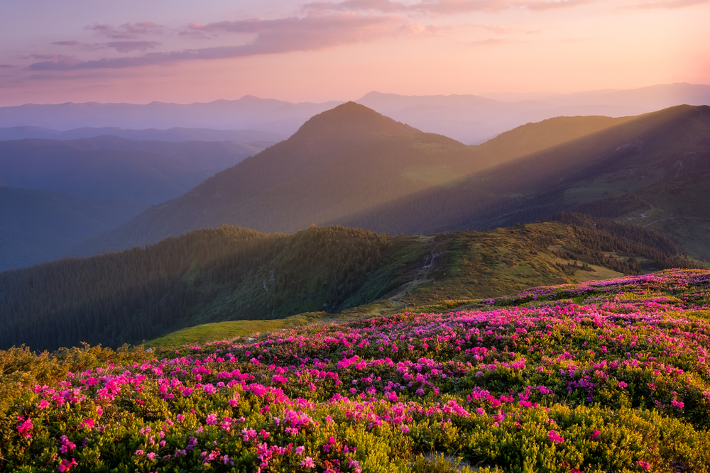 Flowers on mountain hills at sunrise