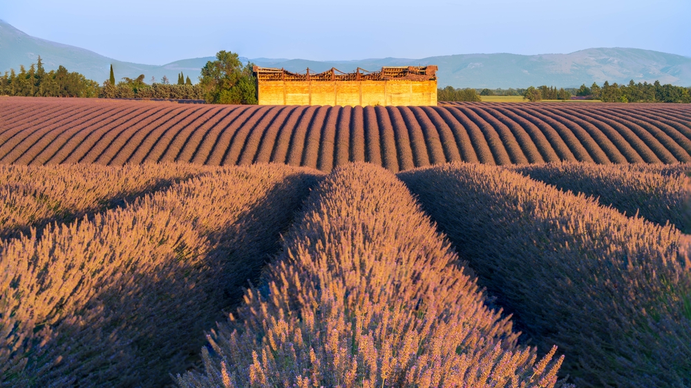 Rows of lavender fields