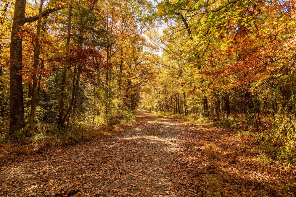 Autumn leaves in New Jersey