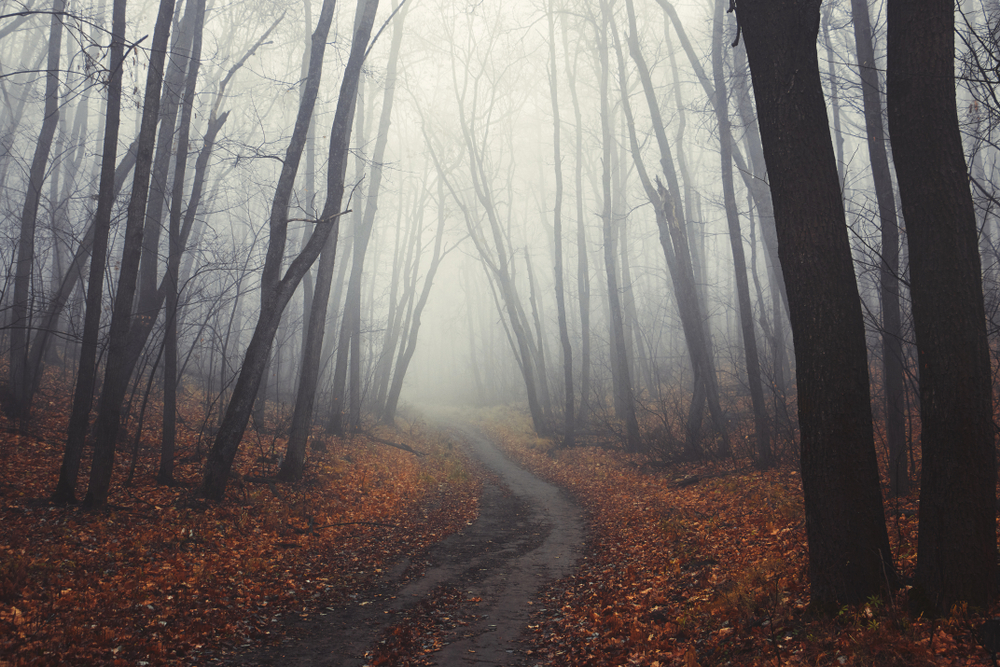 morning mist fog in an autumn forest