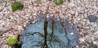 Reflection of trees in a puddle surrounded by fallen leaves