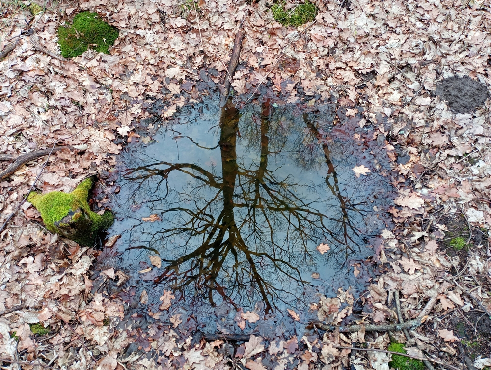 Day 24 Lesson: Photograph Something on the Ground