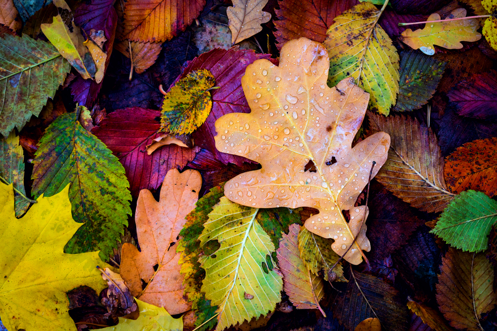 different autumn leaves on the ground with water drops