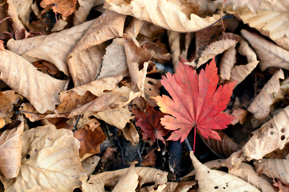 one red maple leaf on brown leaves