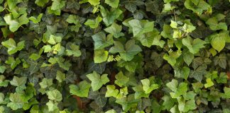 Green ivy wall