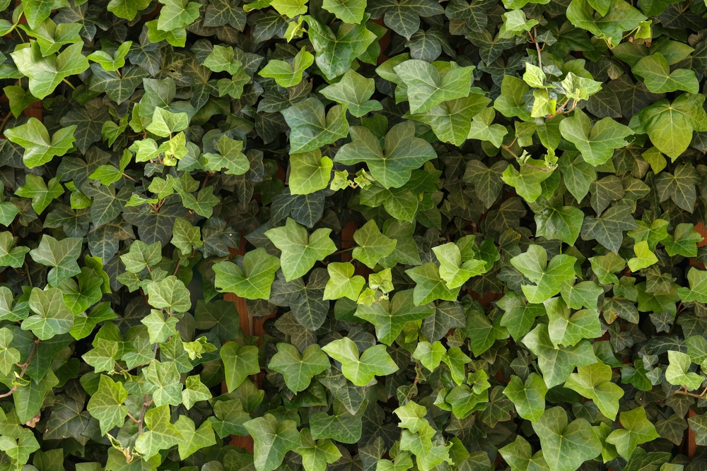 Day 26 Lesson: Highlight a Texture